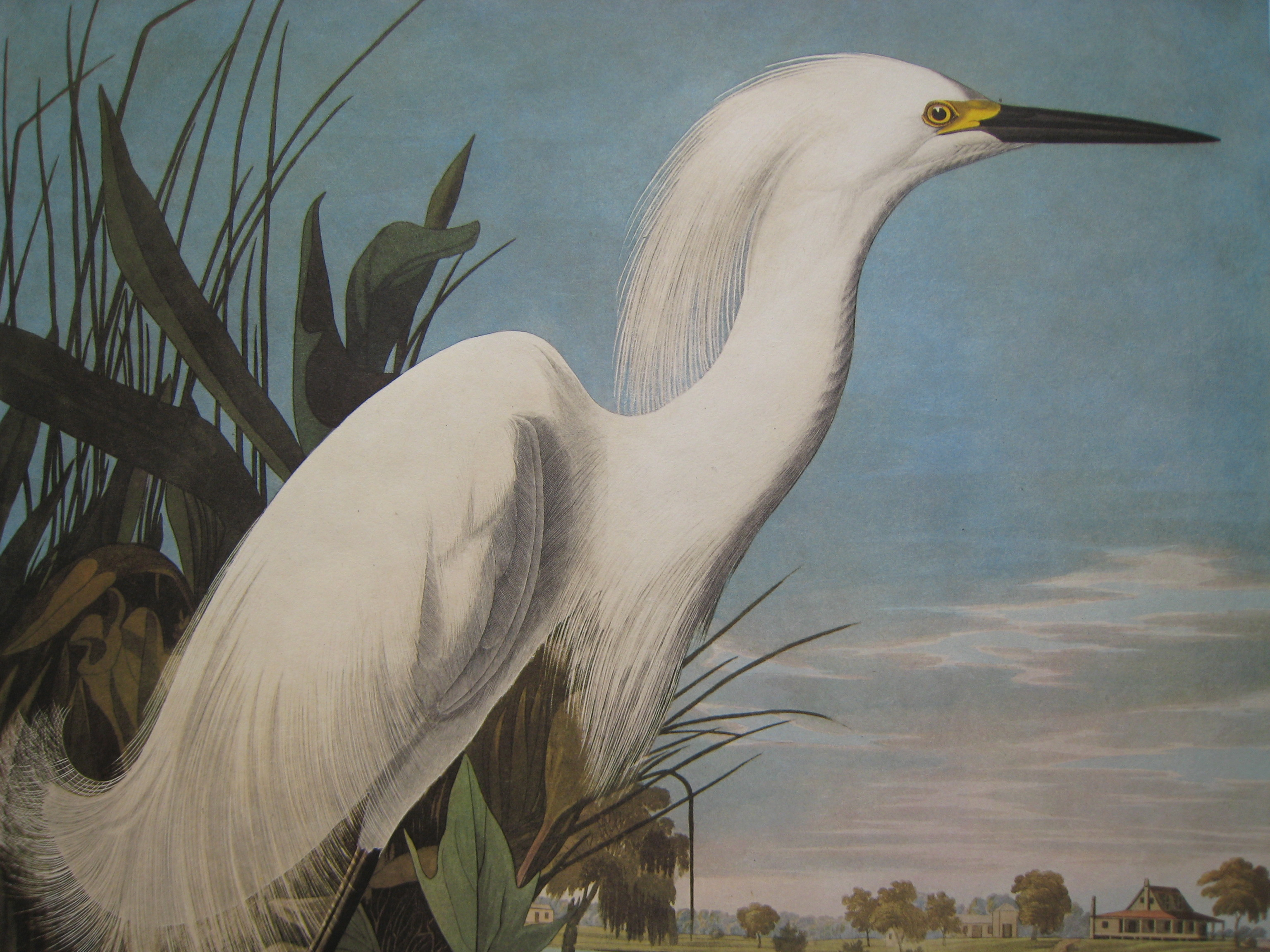 Snowy Egret Audubon Bird Canvas or Paper Vintage Poster Repro FREE SHIPPING
